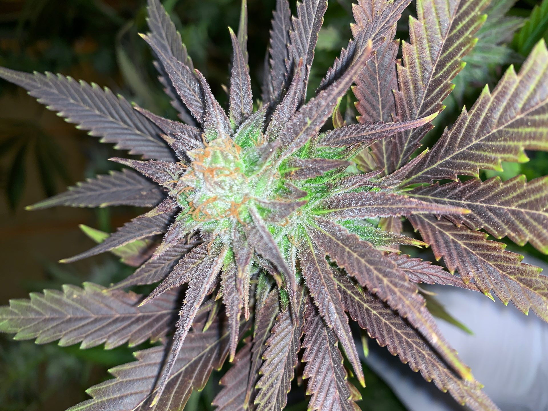 Veo-Verde-Security-Services-Marijuana.jp